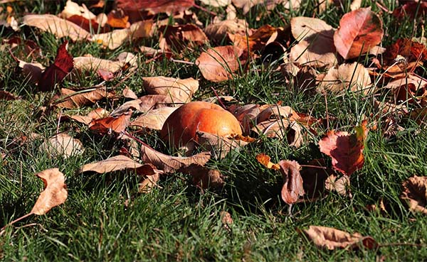 Stoom je tuin klaar voor de herfst met deze tips