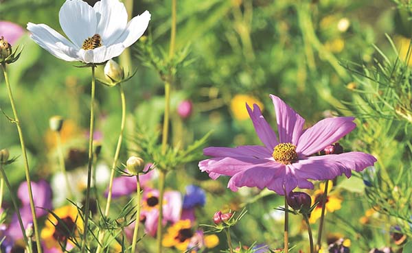 Maak je tuin zomerklaar met deze tips!