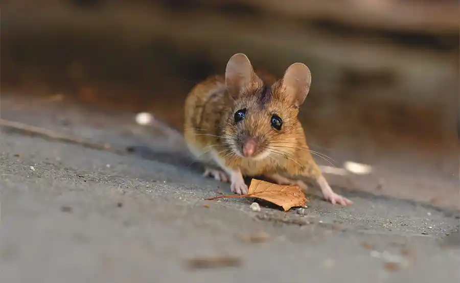 Geen muizen meer! Hoe je met eenvoudige stappen een knaagdier-vrij huis krijgt