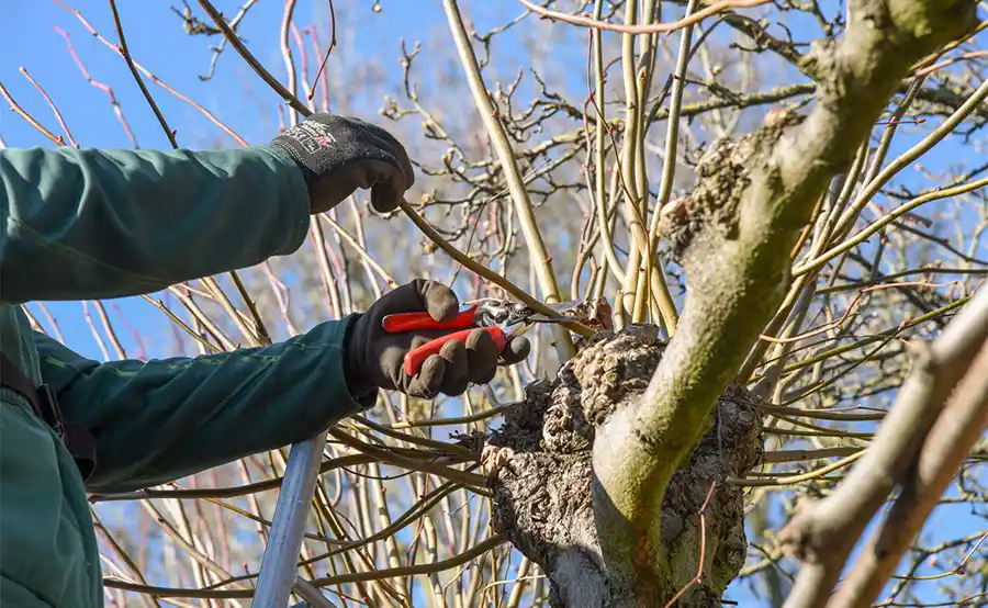 Boomverzorger Wim Peeters over vaak gemaakte fouten bij het snoeien van bomen