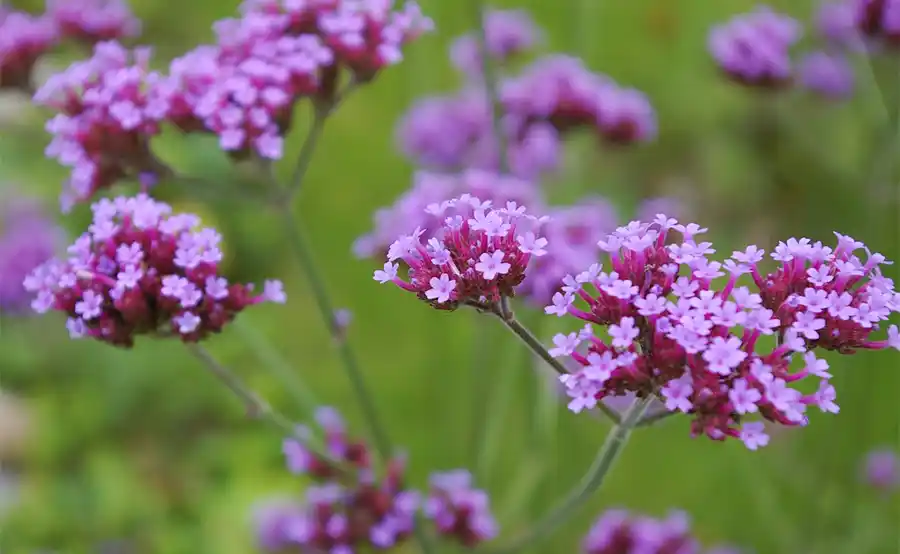 Twee parels van planten voor jouw tuin