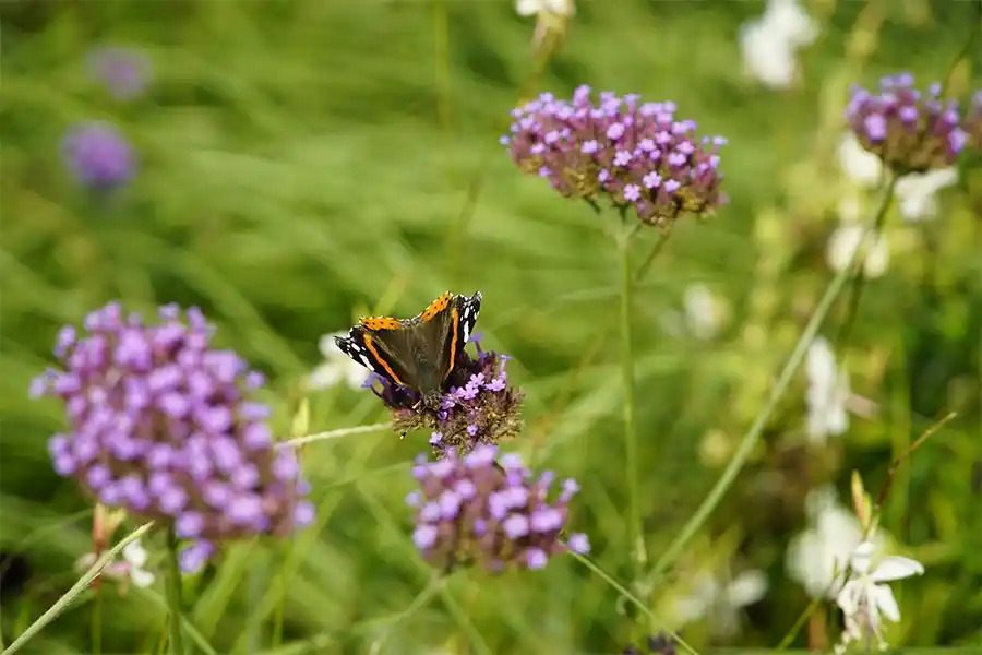 Verbena bonariensis