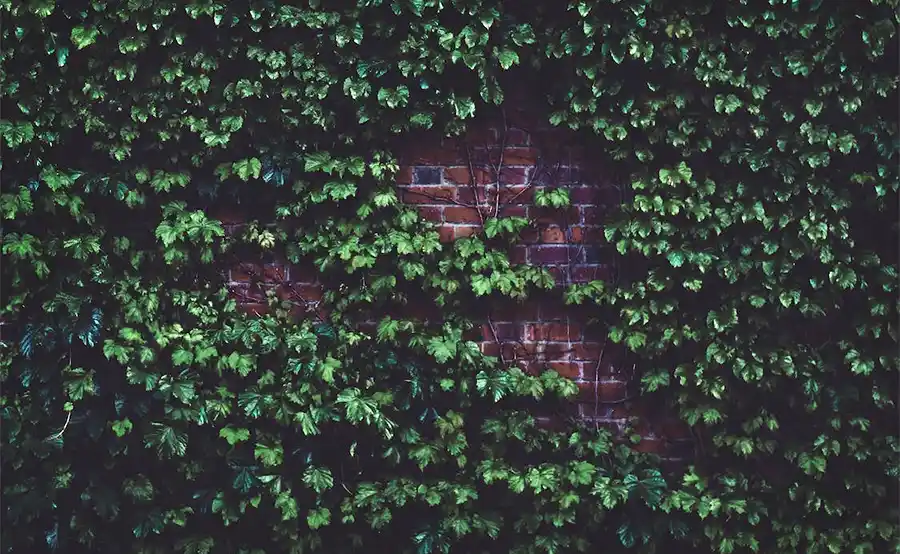 De voordelen van een klimop in je tuin