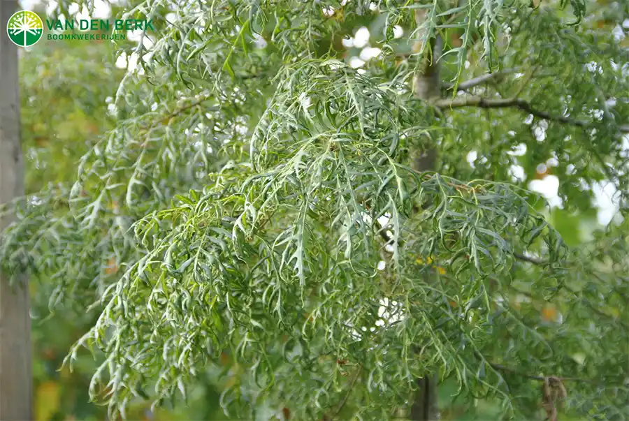 De Quercus cerris 'Summer Veil' – Een boom van eigen bodem