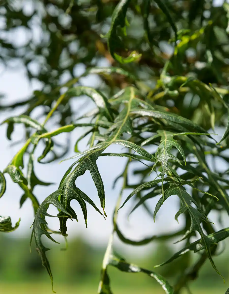 De Quercus cerris 'Summer Veil' – Een boom van eigen bodem