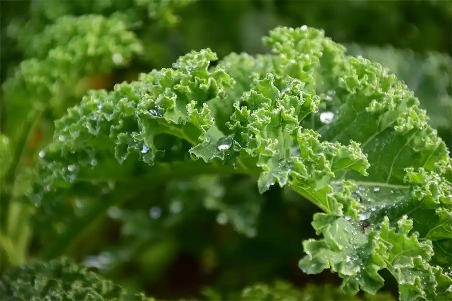 10 Manieren om in de Winter van Jouw Tuin te Genieten