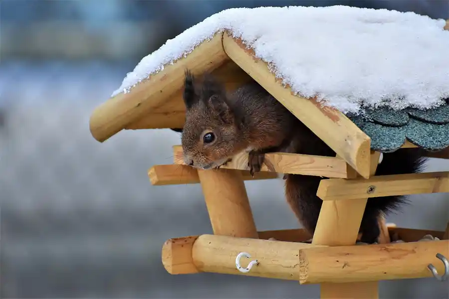 10 Manieren om in de winter van jouw tuin te genieten