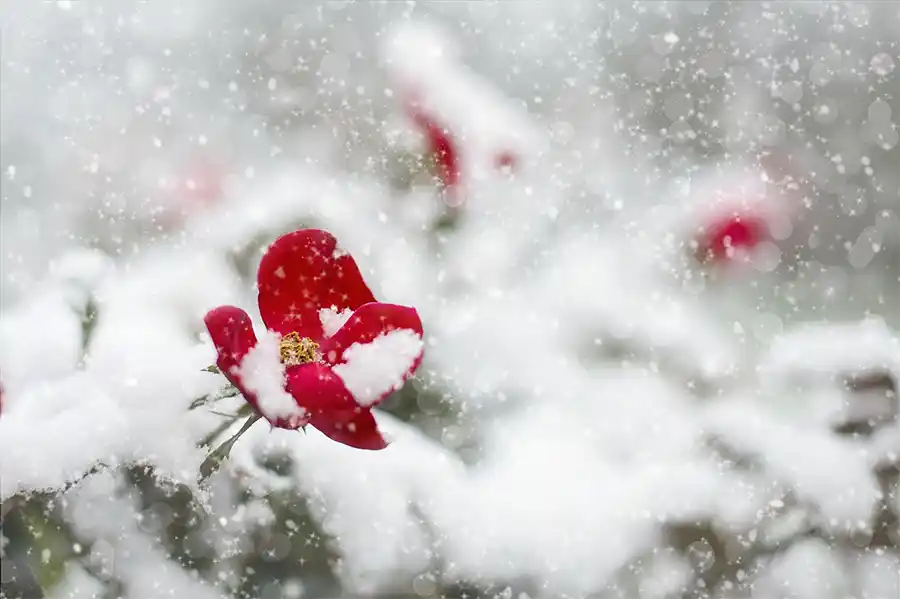 10 Manieren om in de Winter van Jouw Tuin te Genieten
