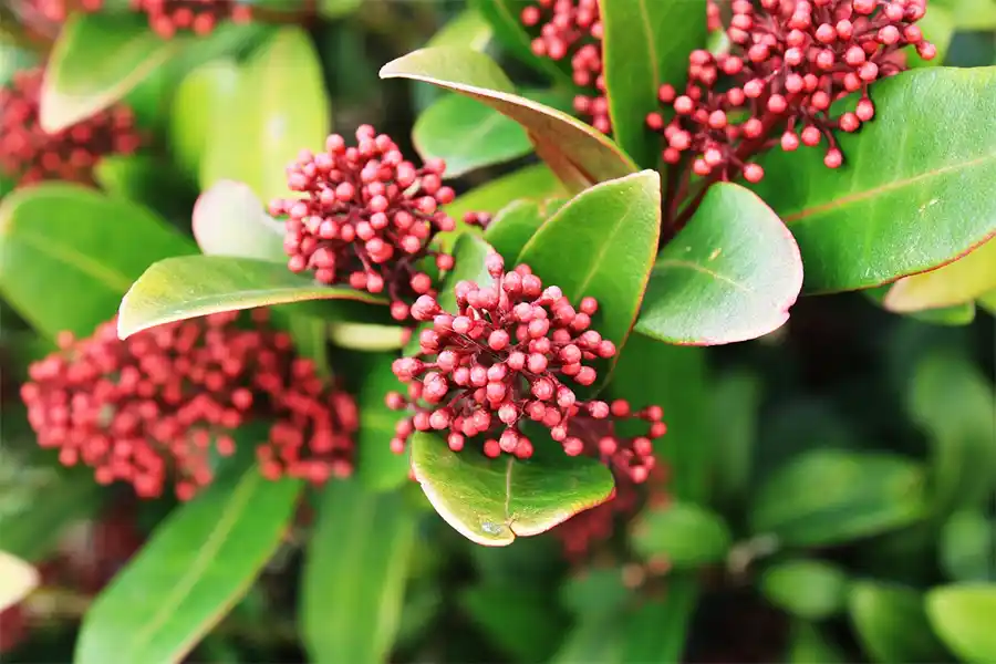 Prachtige Tuinplanten die het Hele Jaar Door Blijven Bloeien