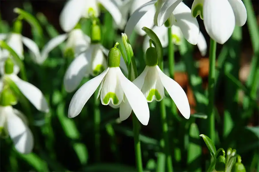 Prachtige Tuinplanten die het Hele Jaar Door Blijven Bloeien