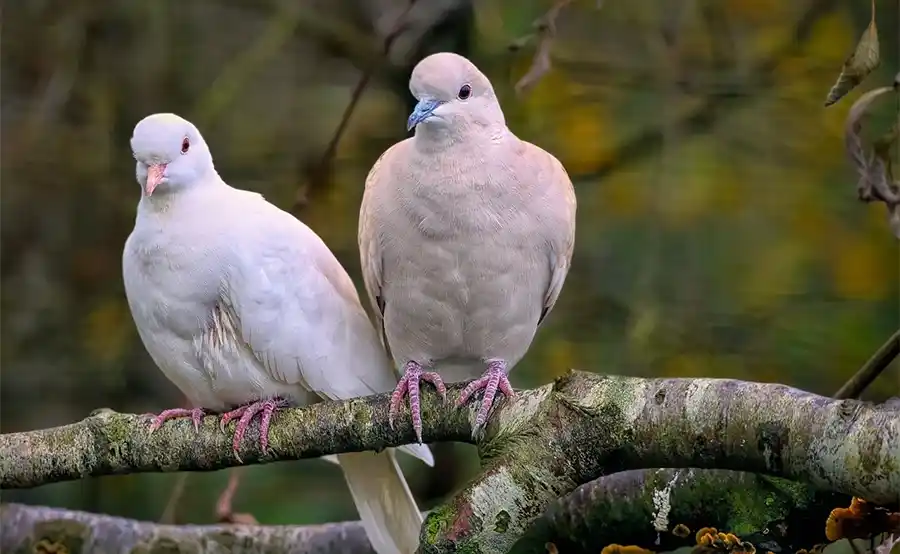 Eenvoudige trucs voor een duivenvrije tuin