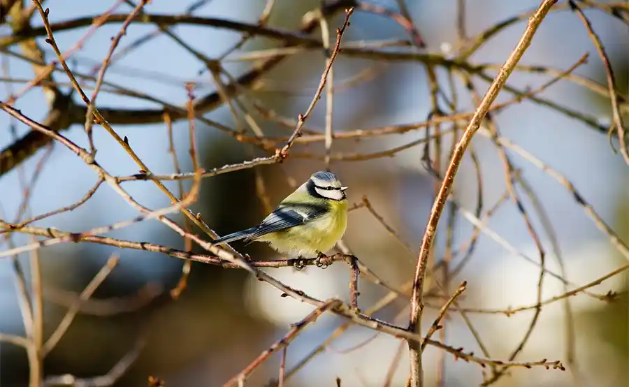 Tuintips voor de vierde week van december