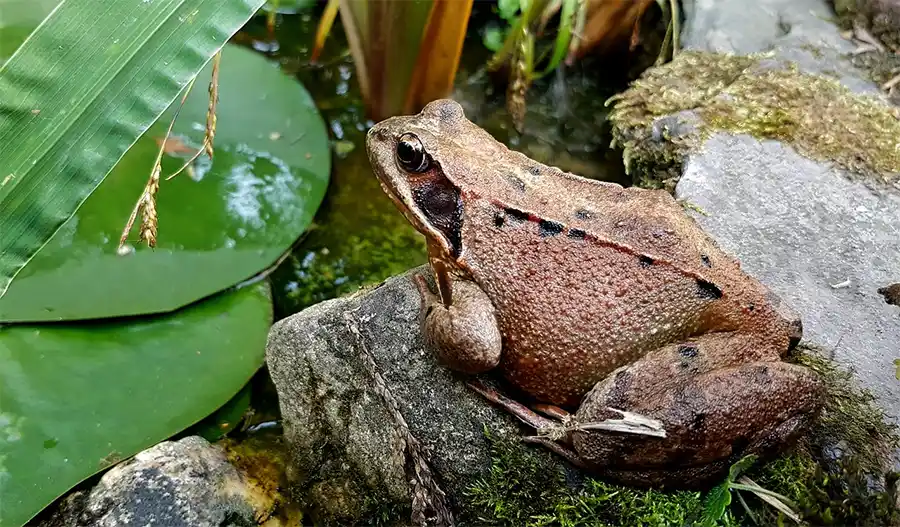 Het aanleggen van een vijver in uw tuin: Een stapsgewijze gids