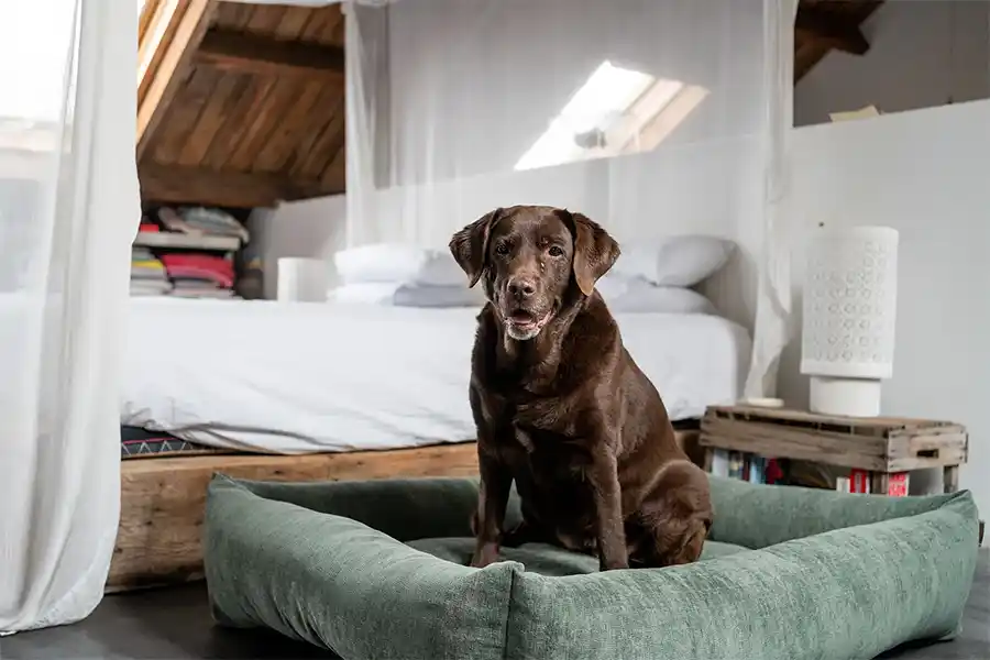 Waarom de hond in bed laten slapen wel of geen goed idee is