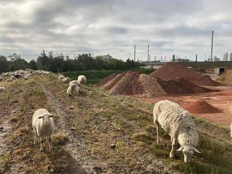 Wienerberger - schapen op landduin in Beerse