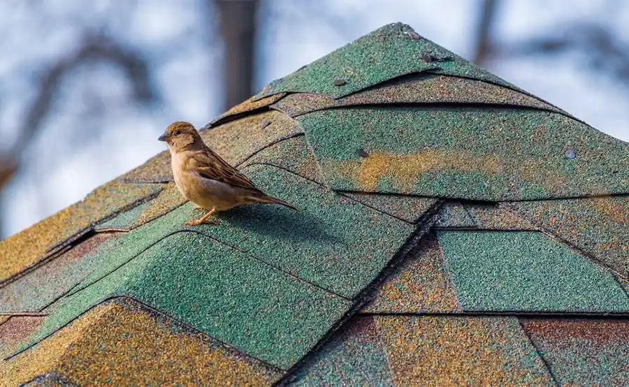 Nieuw project verenigt mens, natuur en dier onder één dak