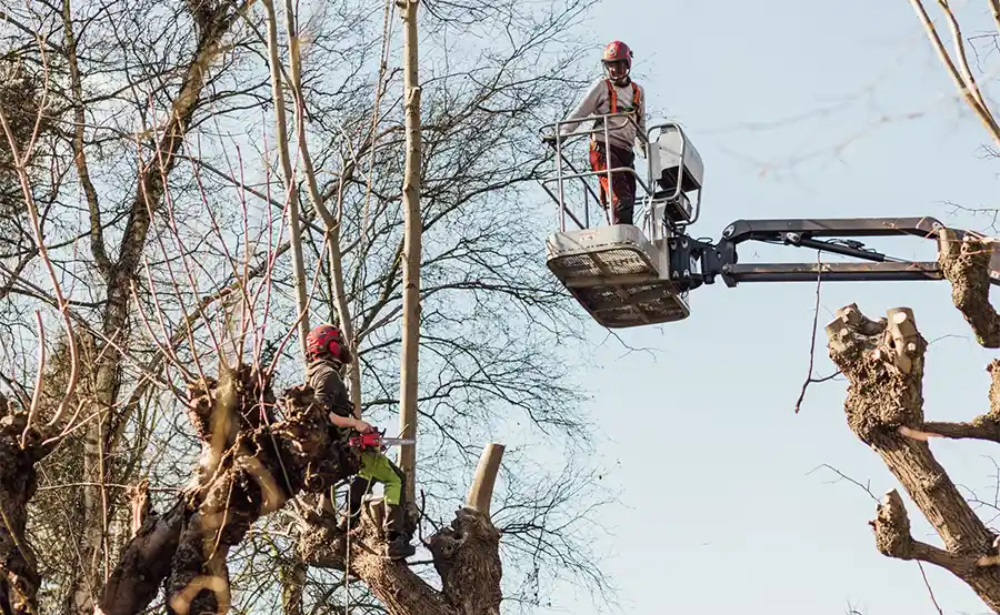 In de ban van bomen: Het snoeiseizoen komt eraan!