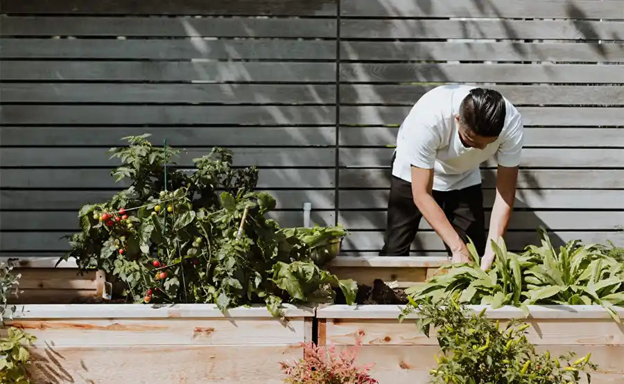 Een gids voor succesvol moestuinieren