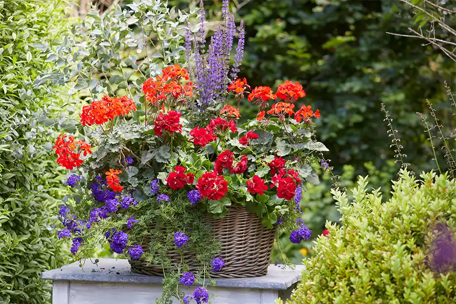 Zomerse combinaties met geur en kleur