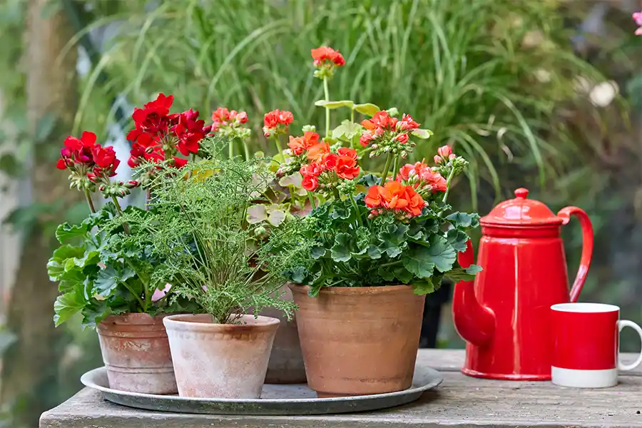 Zomerse combinaties met geur en kleur