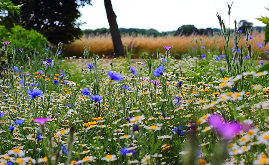 Tuintips voor de tweede week van mei