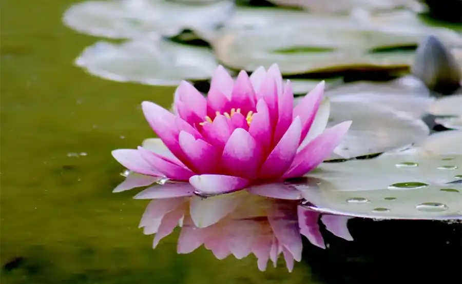 Genieten van de Zomerse Tuin: Tuintips voor de eerste week van juli