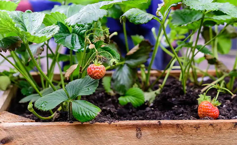 Tuintips: De moestuin in juni