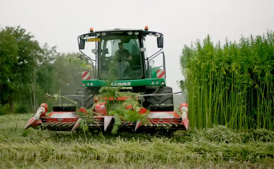 Heijmans verdubbelt teelt vezelhennep voor biobased isolatie in woningbouw