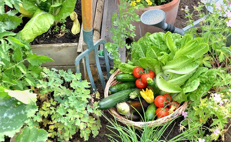 Tuintips voor mei: zaaien, planten en genieten van bloemen, gazon en groentetuin
