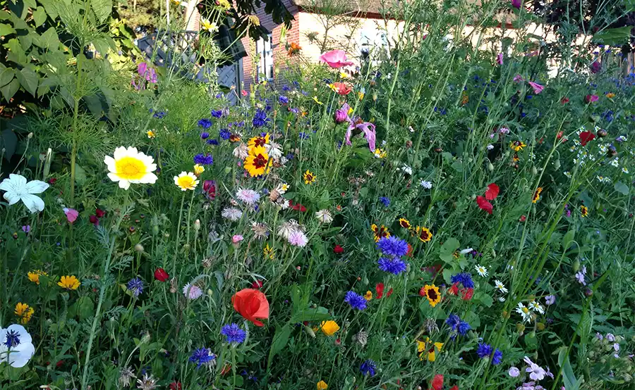 Met deze vier tips maak je je tuin aantrekkelijk voor bijen en vlinders