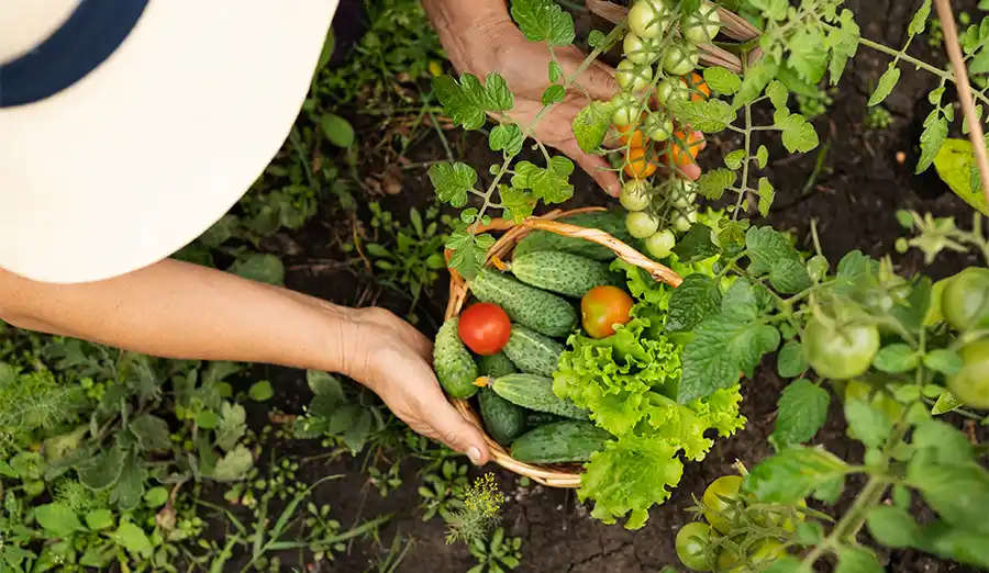 Moestuin onderhouden en oogsten