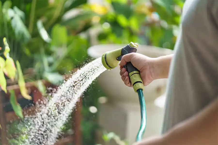 Planten water geven en schimmel voorkomen
