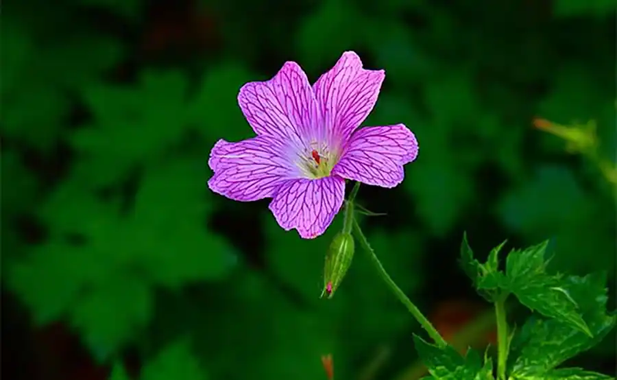 Geranium endressii