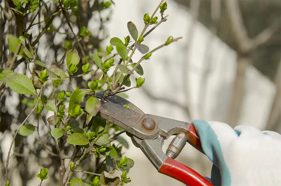 Blad afknippen = water besparen