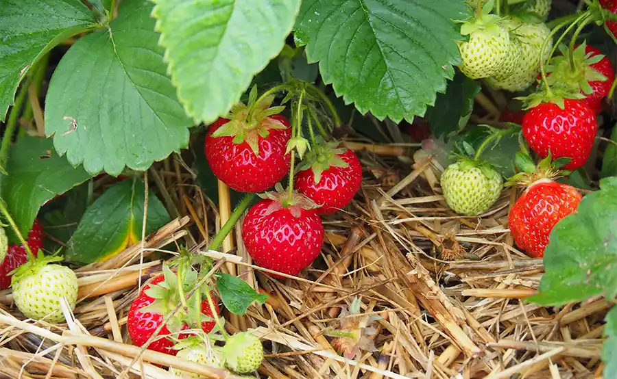 Hoe aardbeien een sleutelrol spelen in een diervriendelijke tuin