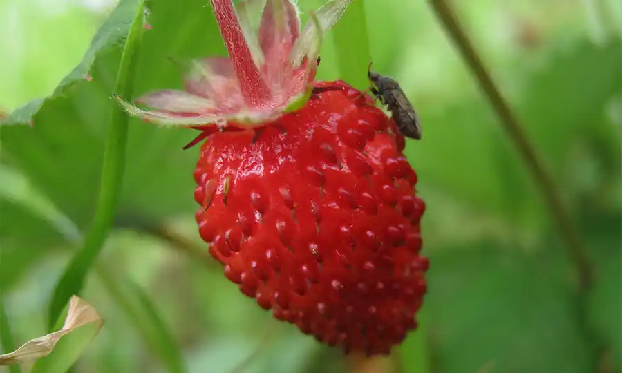 Hoe aardbeien een sleutelrol spelen in een diervriendelijke tuin