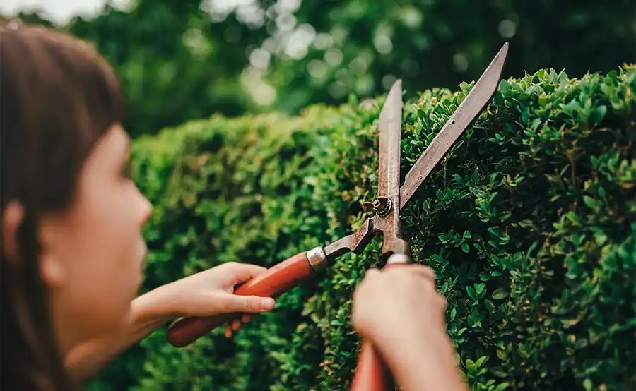 Laatste tuintips voor juni: zo haal je het beste uit je zomerse tuin