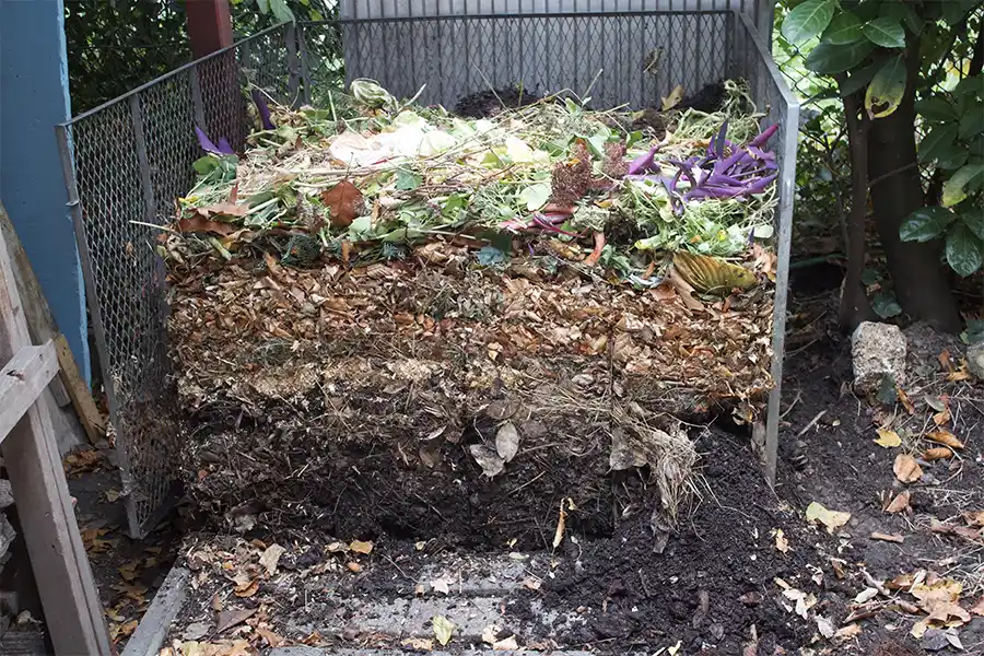 Laatste tuintips voor juni: zo haal je het beste uit je zomerse tuin