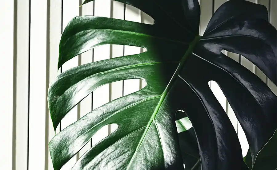 De kunst van gaten: hoe je Monstera zijn iconische look krijgt