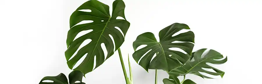 De kunst van gaten: hoe je Monstera zijn iconische look krijgt