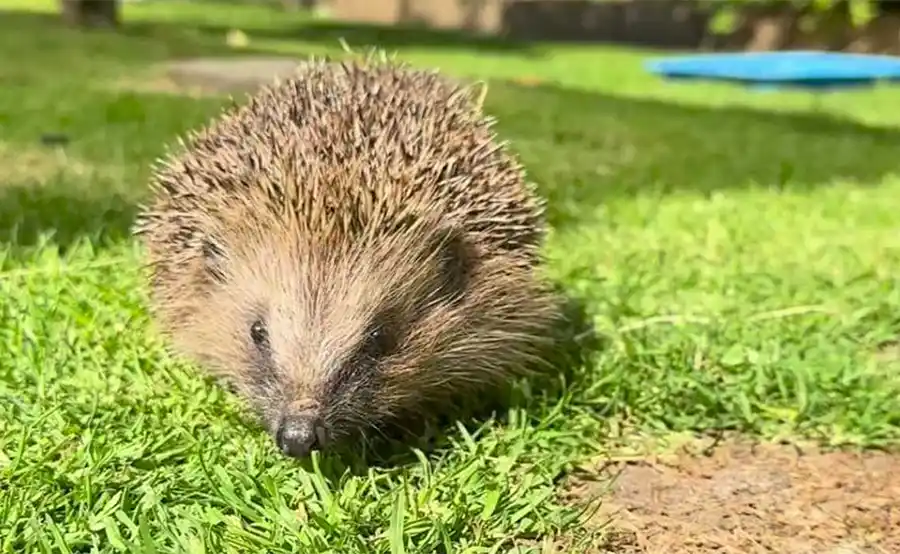 Egelvriendelijke tuin maken? Dit is wat vakmensen aanraden