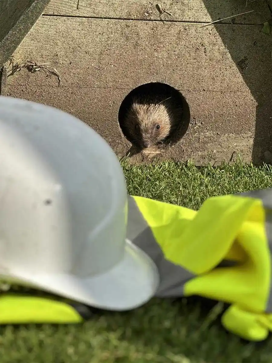 Egelvriendelijke tuin maken? Dit is wat vakmensen aanraden