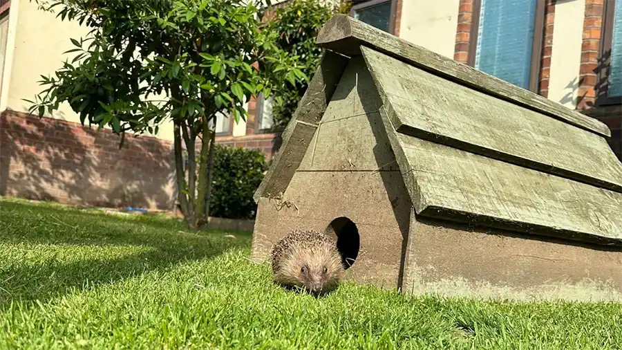 Egelvriendelijke tuin maken? Dit is wat vakmensen aanraden
