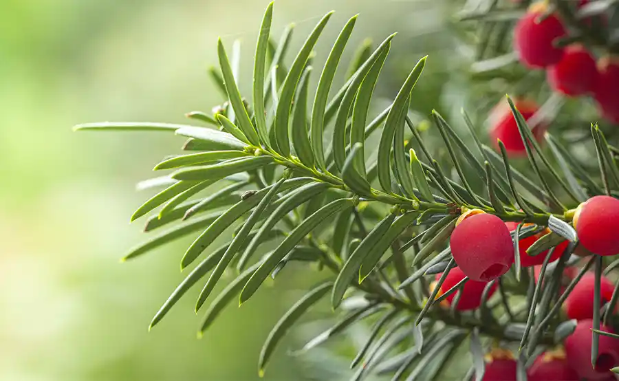 Taxus kopen? De complete gids voor aanplant, verzorging en snoei