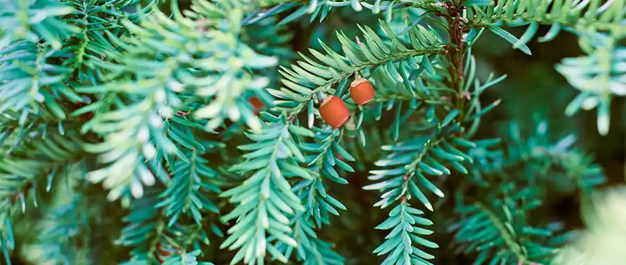 Taxus kopen? De complete gids voor aanplant, verzorging en snoei
