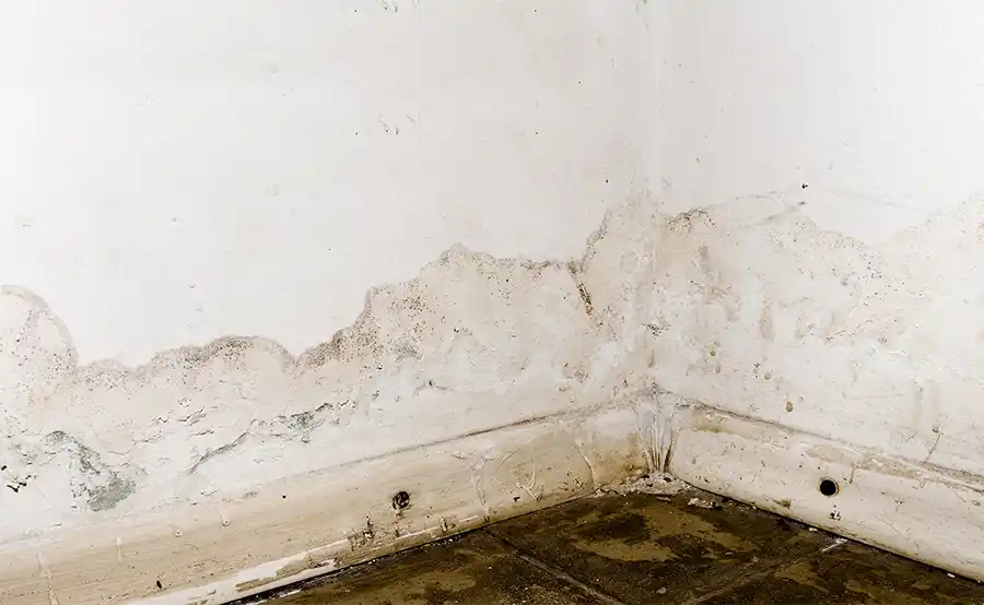 Schimmel op de muur: hoe het te verwijderen en te voorkomen