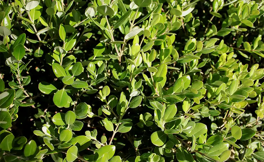 Haag aanleggen? Kies de Euonymus japonicus: de veelzijdige, groenblijvende sierheester