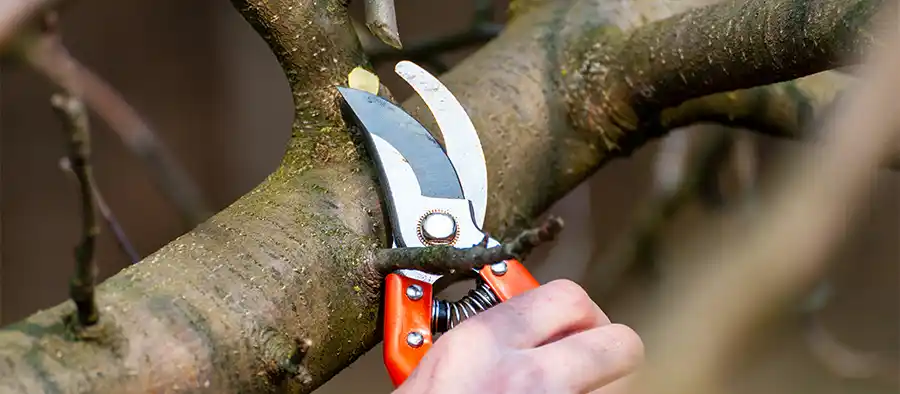 Vijgenboom : Deze plant mag je beginnen te snoeien in september