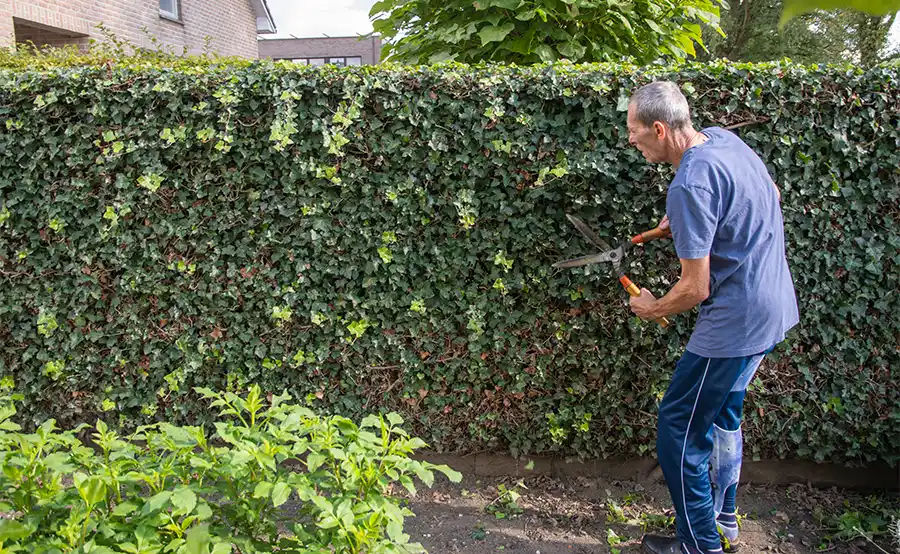Deze bomen en planten mag snoeien vanaf september