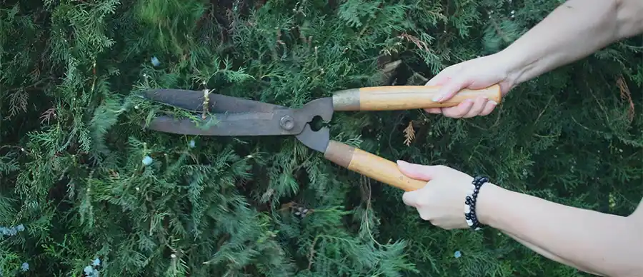 Conifeer: Deze plant mag je beginnen te snoeien in september